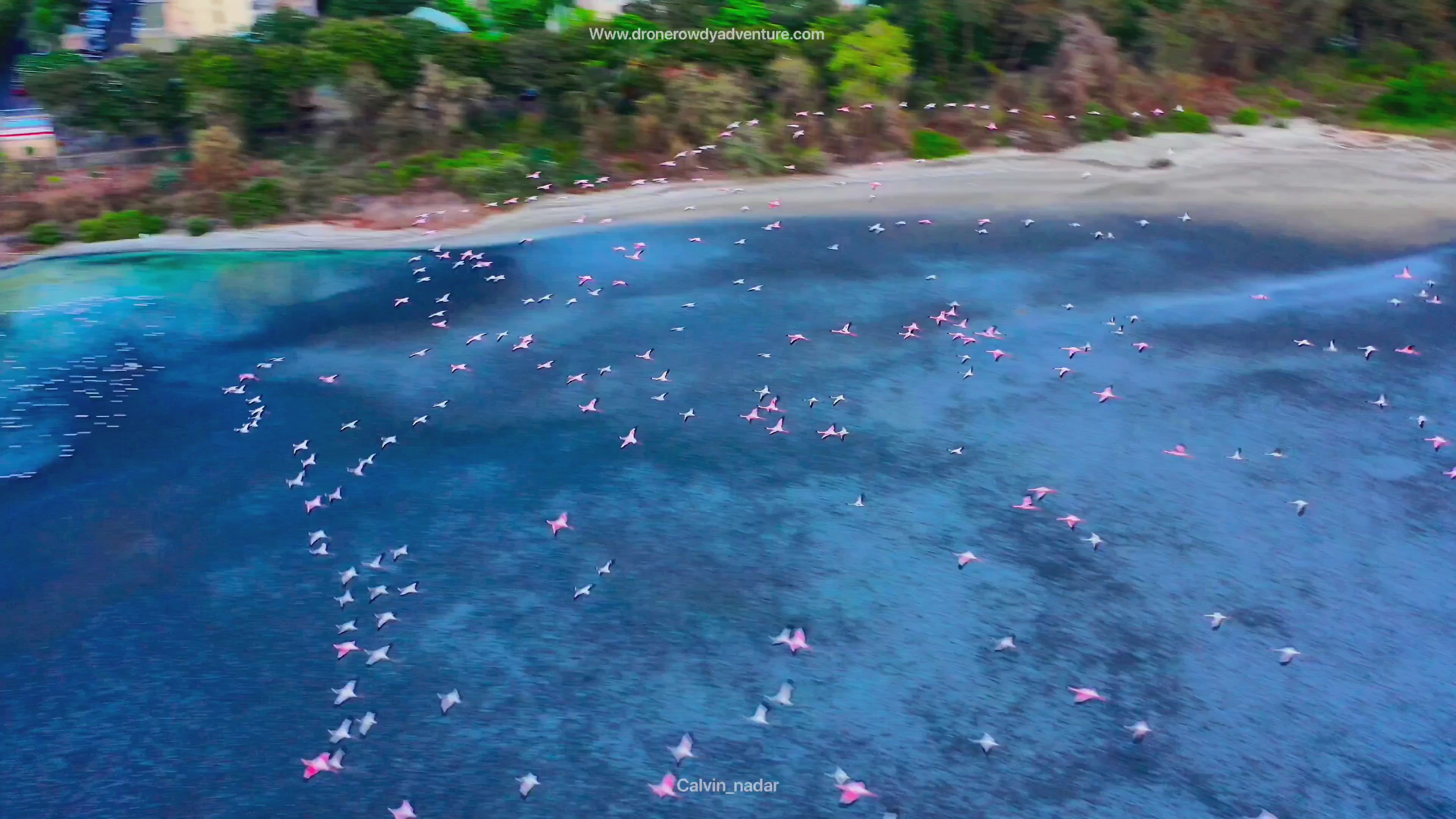 Drone Videos of Birds | AirVūz